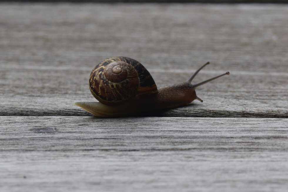 a snail that is sitting on a wooden surface